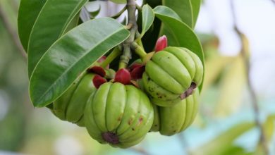Photo of Facts You Should Know About Garcinia Cambogia Tablets