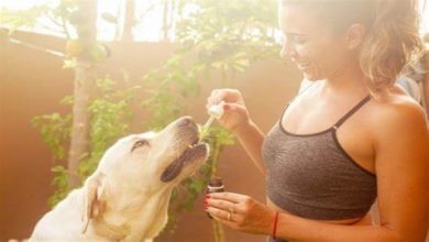 Photo of CBD for Dogs – Dosage Instructions